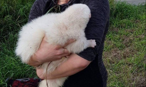 Das gefundene Stinktier Loki in den Armen seiner Betreuerin. Foto: Kleintierhilfe & Exotenasyl-Harz