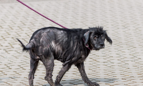 Eine schwarze Hündin wurde vollkommen abgemagert und krank im Tierheim abgegeben. Nun wird nach dem Halter gesucht. Foto: Tierschutzverein Salzgitter und Umgebung e.V.