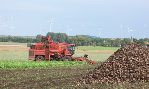 Die Rübenanlieferung in der Zuckerfabrik in Schladen beginnt ab dem 16. September (37. Kalenderwoche). Ungefähr zeitgleich startet auch die Maisernte. Foto: Landkreis Wolfenbüttel 