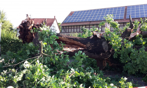 Die über 100 Jahre alte Eiche in Werlaburgdorf hat bei dem Sturm nicht standgehalten. Foto: Privat