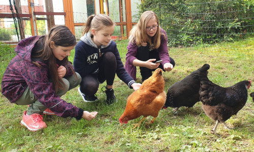 Schülerinnen der Klasse 5a kümmern sich liebevoll aber auch verantwortungsbewusst um die Hühner. Foto: Haupt- und Realschule Königslutter