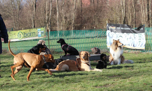 Der Internationale Rasse-Jagd-Gebrauchshunde-Verband Gruppe Wolfenbüttel-Salzgitter lädt zum Tag des Hundes ein. Foto: IRJGV