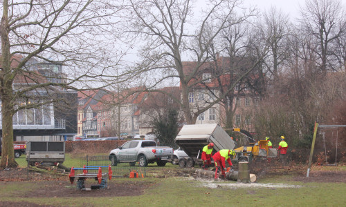 Auf dem Gelände der Volksbank Am Herzogtore haben die Arbeiten begonnen. Derzeit werden Bäume gefällt. Foto: Anke Donner 