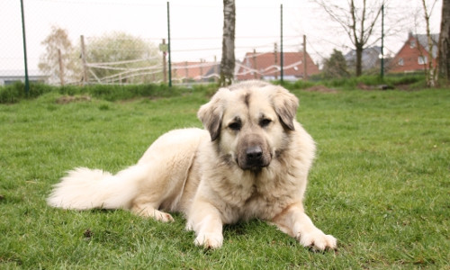 Bella sucht Menschen mit Herdenschutzhund-Erfahrung. Foto: Tierschutzzentrum Ribbesbüttel
