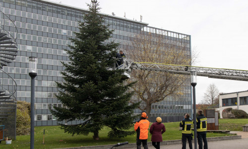 Seit dem heutigen Dienstag steht der Baum vor dem Rathaus. Foto: Rudolf Karliczek