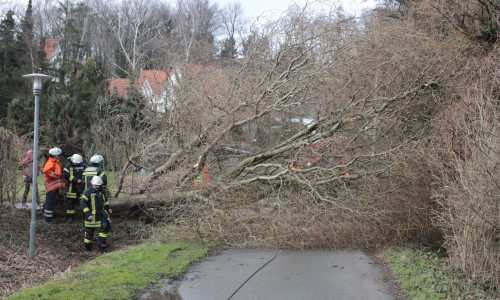 Vor möglichen Sturmschäden wie entwurzelten Bäumen wird gewarnt. Foto: Archiv/Anke Donner