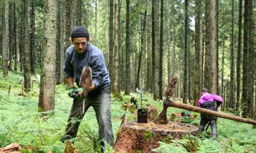 Bergwaldprojekt e.V. und Landesforsten setzen auf naturnahen Harzwald.
Foto: Bergwaldprojekt e.V.