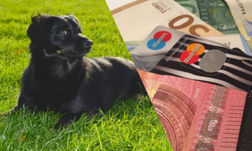 Die zu zahlende Hundesteuer schwankt auch in unserer Region erheblich. Symbolfoto: Nick Wenkel/Anke Donner/Jonas Walter