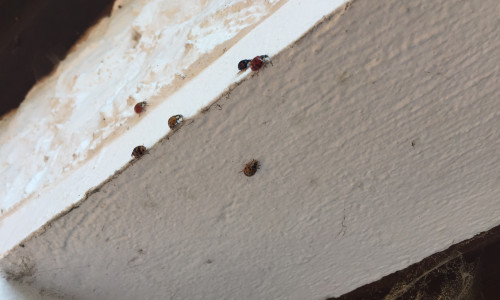 Die Marienkäfer finden sich zusammen, um ein Winterquartier zu suchen. Foto: Robert Braumann