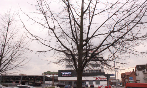 Diese Bäume sollen weichen, um die Sicht auf das Schmidt-Terminal zu verbessern. Foto: Anke Donner