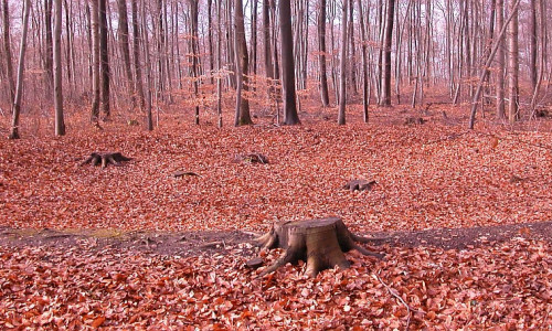 Lechlumer Holz im Herbst, Basis des Grabtempels. Foto: HAB