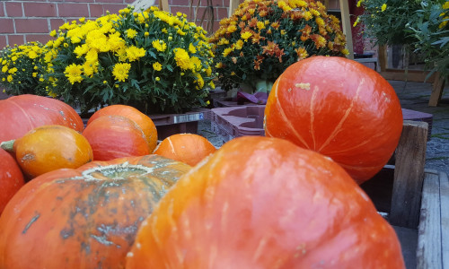 Kürbisse auf dem Herbstmarkt