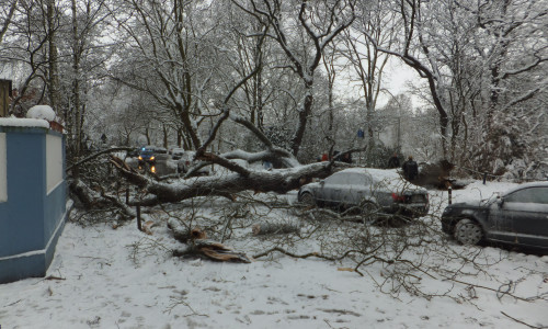 Bei dem Baum handelte es sich um eine etwa 100 Jahre alte Eiche. Foto: Feuerwehr Braunschweig