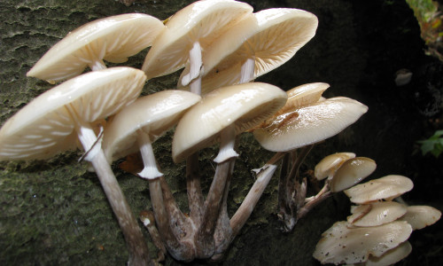 Am 9. November kann man noch allerhand über Pilze lernen. Foto: NABU Wolfenbüttel