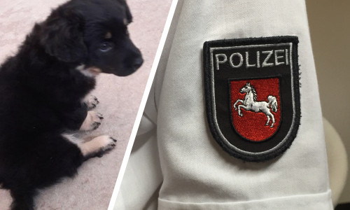 Die Polizei sucht weiterhin nach dem Besitzer des kleinen Hundebabys. Foto: Polizei Goslar/Anke Donner