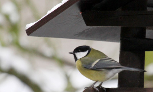 Vögel brauchen im Winter unsere Unterstützung – doch sollte man einige Dinge beachten.