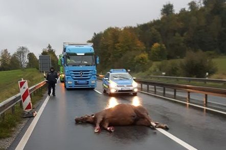 Ein Pferd wurde durch den Zusammenstoß getötet. Foto: Polizei