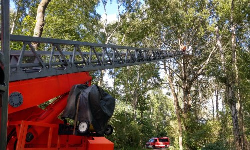 Mit Hilfe der Drehleiter wurde der Baum entfernt. Fotos: Feuerwehr Vorsfelde