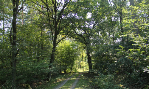 Einen natürlichen Wald bauen, wo früher ein Wirtschaftswald war - ein wichtiges Projekt zur Unterstützung des Naturhaushaltes. Foto: Niedersächsische Landesforsten