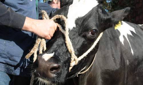 Polizei berichtet über eine Kuh auf Abwegen. Symbolfoto: Werner Heise