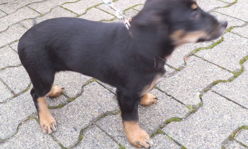 Der zirka zwölf Wochen alte Welpe wurde mit der Hundeleine an einen Leitphal gebunden. Foto: Polizei