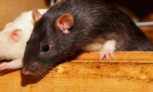 Ratten an der Schule?Symbolfoto: pixabay