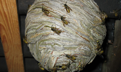 Wespen und Hornissen sind nicht grundlos aggressiv. Foto: BioAG Peine