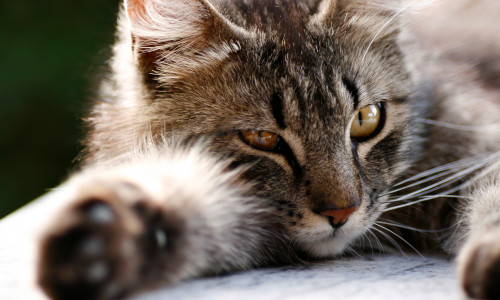 Diese Katze ist dement, aber ihr geht es gut. Foto: Tasso/Silke Steinsdörfer