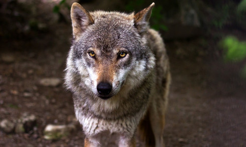 Stellt der Wolf eine Gefahr dar? Symbolfoto: pixabay