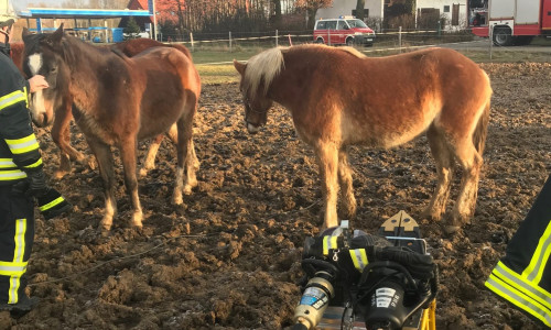 Einsatzkräfte kümmerten sich um die weiteren Pferde. Foto: Presseteam Feuerwehr SG Oderwald/Felix Kunze