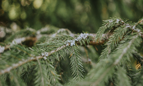 Goslarer Forst stellt wieder Zweige zur Verfügung. Symbolfoto: Pixabay