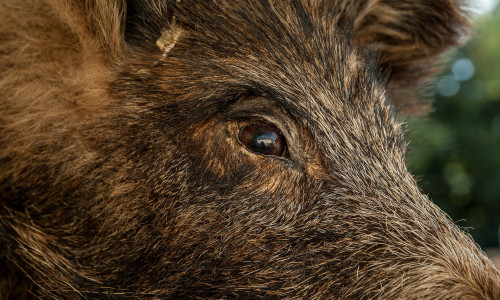 Die Aujeskysche Krankheit wurde in Goslar und Salzgitter im vergangenen Jahr 80 Mal bei Wildschweinen festgestellt. Symbolfoto: pixabay