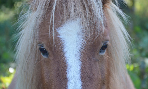 Die gestohlenen Pferde konnten wohlbehalten wieder nach hause gebracht werden. Symbolbild: Pixabay