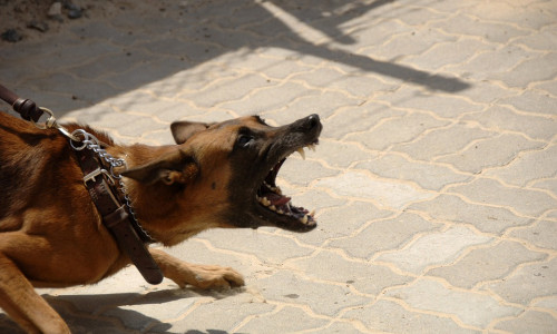Der Schäferhund griff die Polizeibeamten während eines Einsatzes an. Symbolbild: Pixabay