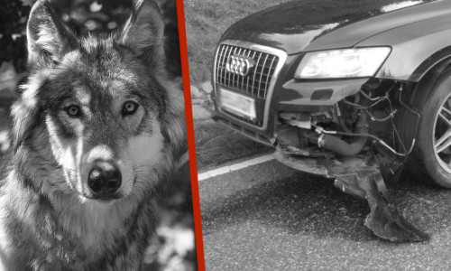 Wer zahlt den Schaden, wenn ein Wolf angefahren wurde? Symbolfoto: pixabay; Polizei