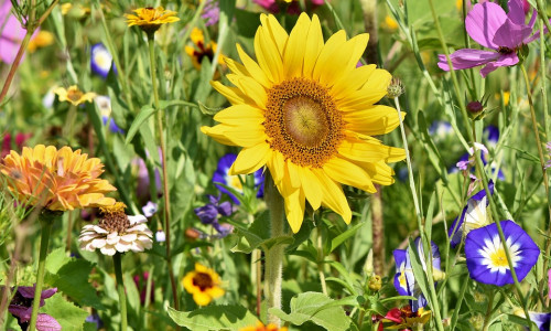 Bienenfreundliche Blühpflanzen sollen auf der Fläche ausgesät werden. Symbolfoto: pixabay