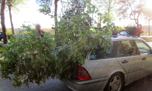 Bäume auf dem Autodach? Die Polizei griff sofort ein. Fotos: Polizei Gifhorn