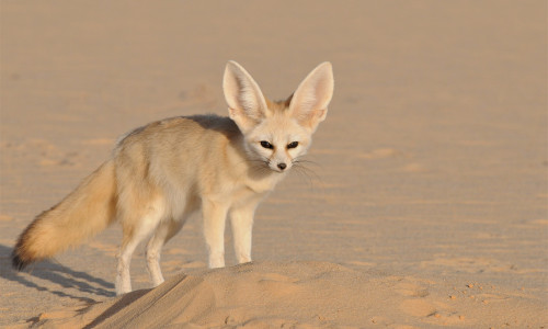 Fennek. Foto: Sahara Conservation Fund
