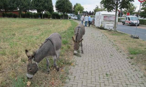 Auf Futtersuche: Den Eseln war der Polizeieinsatz scheinbar herzlich egal. Foto: Polizei Braunschweig