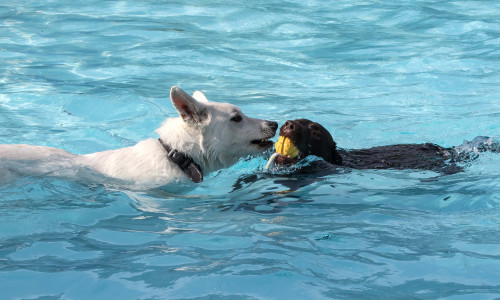 Hund schwimmen Hundeschwimmen Foto: Rudolf Karliczek