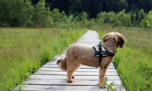 Haben Hunde in Braunschweig bald nicht mehr genug Platz zum Auslaufen? Symbolfoto: Pixabay