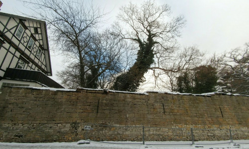 Dem Ahornbaum droht die Fällung. Foto: Alexander Panknin