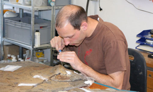 Im Posidonienschiefer im Geopunkt Schandelah bei Braunschweig, wurde ein Ichthyosaurier gefunden. Jetzt wird das Tier präpariert. Dr. Ralf Kosma, Paläontologe, zeigt wie das geht. Foto: Robert Braumann