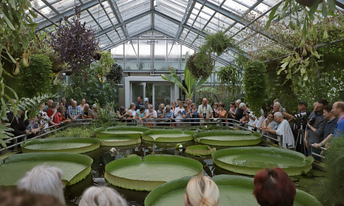 Die Blüte der Victoria cruziana lockte im letzten Jahr zahlreiche Besucher in den Botanischen Garten. Fotos: Marisol Glasserman/TU Braunschweig