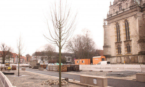 An der Reichsstraße wurden neue Bäume gepflanzt. Foto: Anke Donner 
