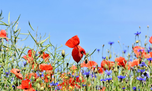 Auf einer wilden Blumenwiese können sich Insekten wohl fühlen. Symbolbild: Pixabay