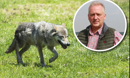 Der CDU-Landtagsabgeordnete Frank Oesterhelweg fordert eine strikte Begrenzung der Wolfspopulation im Cuxland. Foto: Archiv