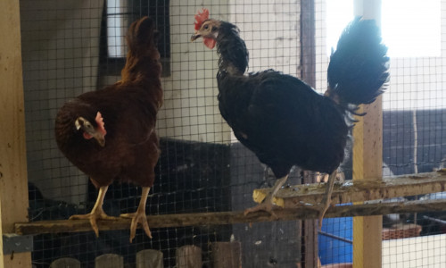 Diese Hühner suchen ein artgerechtes Zuhause.