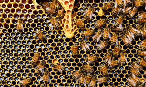 Sogenannte Bienenbäume sollen den Insekten auch im Spätsommer noch Nektar anbieten. Symbolfoto: pixabay