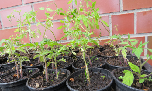 Das Projekt "Wienhopgarten" spendet auch in diesem Jahr Tomatenpflanzen für die Kitas in der Gemeinde Lehre. Foto: Gemeinde Lehre